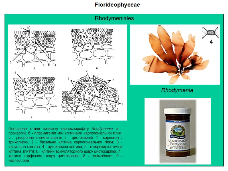 Florideophyceae Послідовні стадії розвитку карпоспорофіту Rhodymenia: а - прокарпій; б - плазмагамія між клітинами